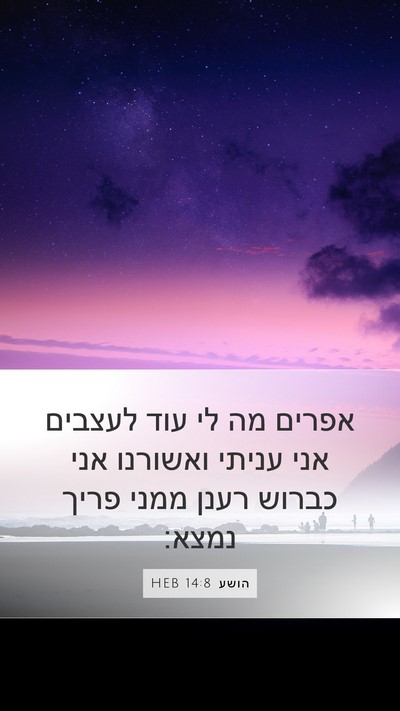 הושע 14:8 HEB Bible Verse Image