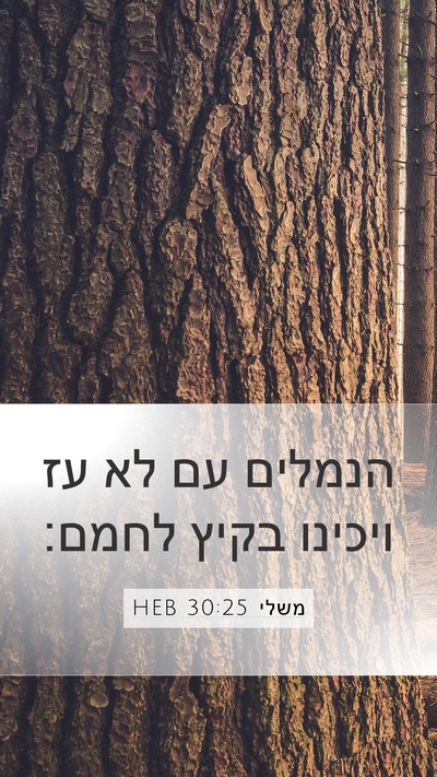 משלי 30:25 HEB Bible Verse Image