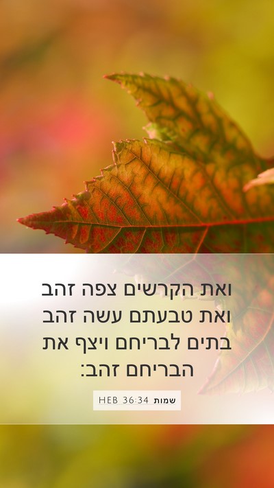 שמות 36:34 HEB Bible Verse Image
