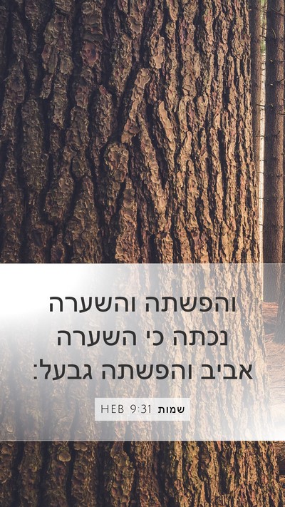 שמות 9:31 HEB Bible Verse Image